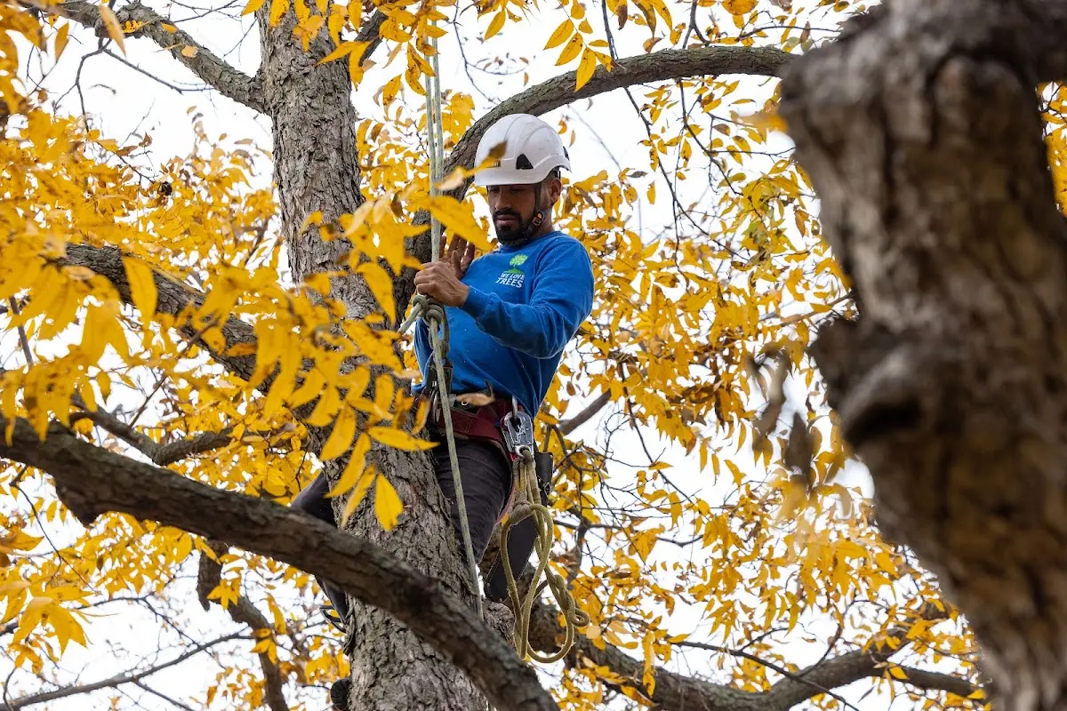 Skilled Tree Disease Treatment crew working in Solomons