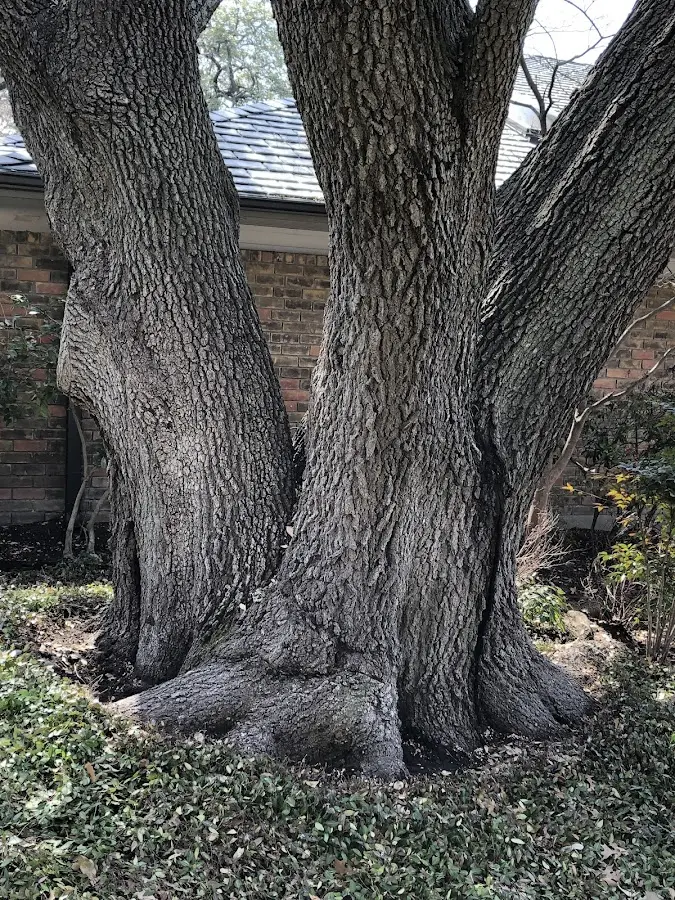 Mature heritage tree close to a Solomons property cared for by certified arborists